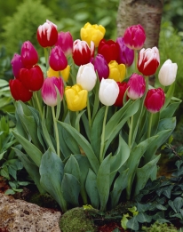 images/productimages/small/16D_N584 TULP MIX_web.jpg